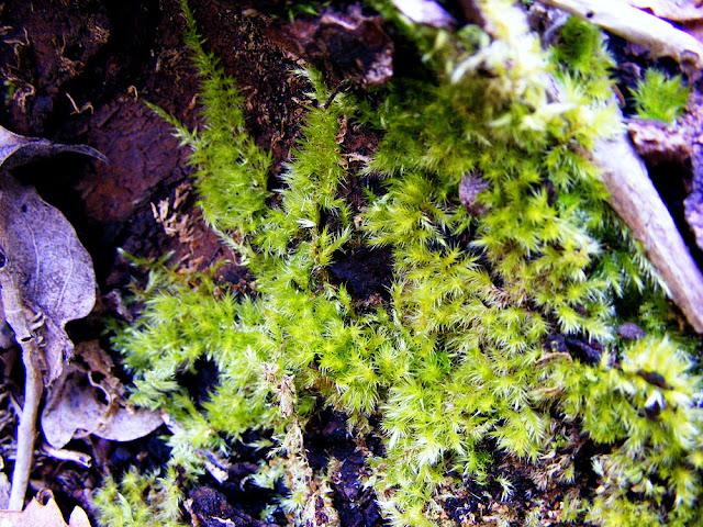 Silky Wall Feather Moss Homalothecium sericeum, Vienne. France. Photographed by Susan Walter. Tour the Loire Valley with a classic car and a private guide.