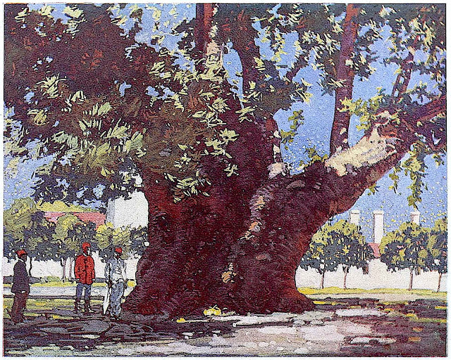 a 1910  Russia illustration of a very thick old tree