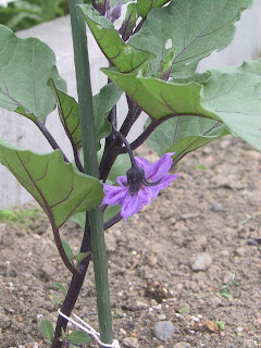 ナスの花　下向き