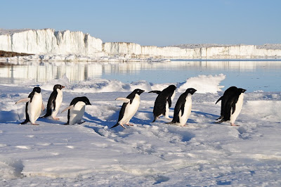 penguins in snow