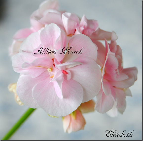 pelargonier i juni 2012 049