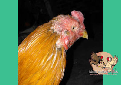 ayam jatuh mental
