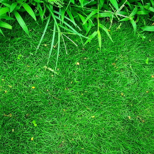 rumput taman hias