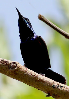 Purple Sunbird