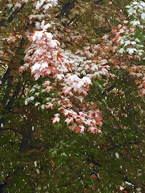 early Autumn snow on maple leaves