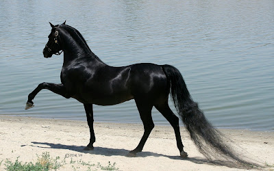 computer wallpaper, wallpapers for computer, wallpaper for computer, horse pictures, free desktop wallpaper of horses, horses wallpapers, horses pictures