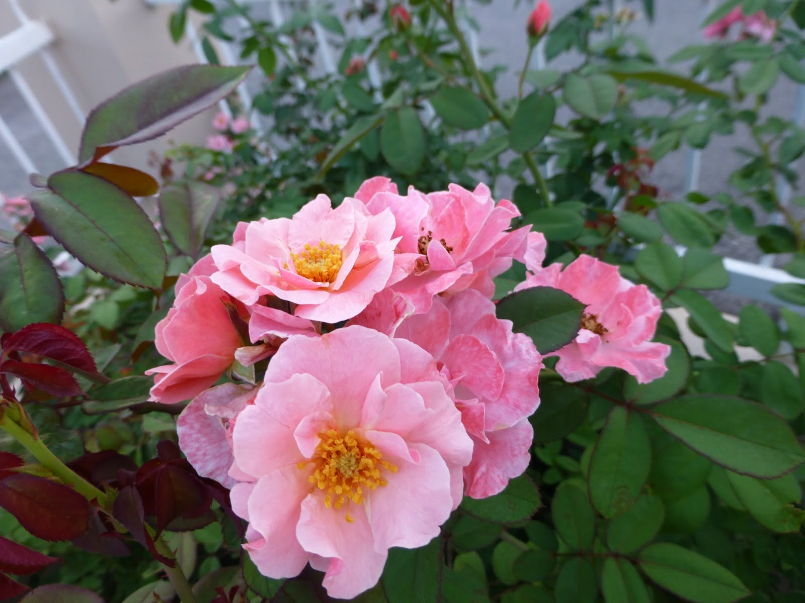RESEPI NENNIE KHUZAIFAH Bunga bunga ros di Taman Ros Nannie
