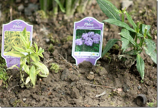 Phlox_ShockWave_DavidLavender