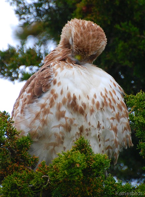 40. preening-kab
