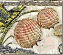 pom_8