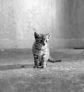 black and white photography of a cat