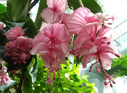 Dicas e cuidados sobre a Medinilla ou uva rosa