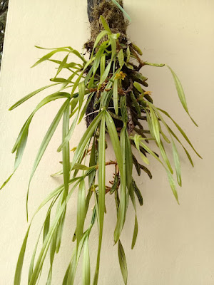 Maxillaria friedrichsthalii - Friedrichsthal's Maxillaria care