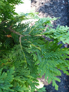 Thuja occidentalis 'Wareana'