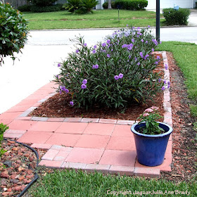 Mexican Petunia Garden : Front Yard 2013