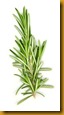 Rosemary