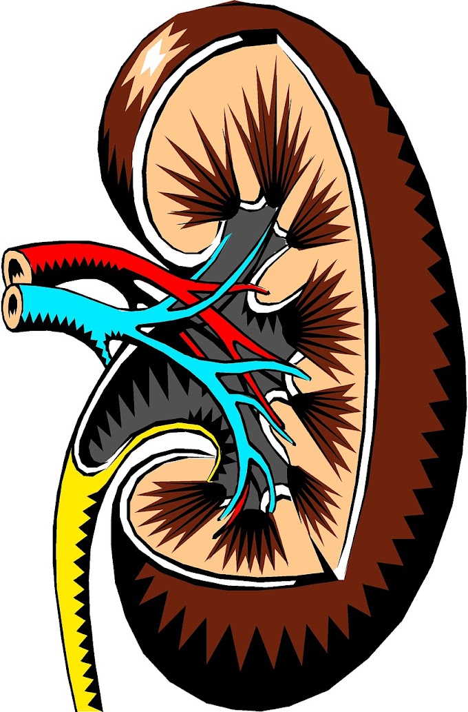 7 living rules to protect kidney health