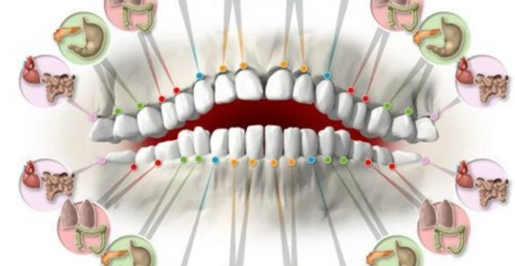 Each Tooth Is Connected To An Organ And Each Pain Can Indicate A Health Problem