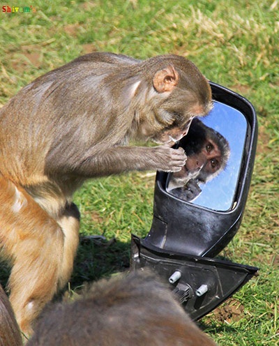 Cheeky monkeys take apart car.4