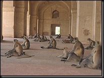 monkeys-in-delhi