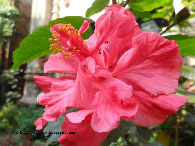 Chinese Rose - Hibiscus rosa-sinensis