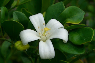 9 Benefits of Orange Jasmine for Health and Beauty - 1