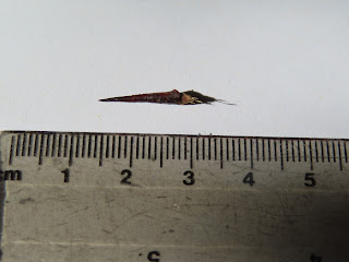 2cm blackthorn against a ruler for scale