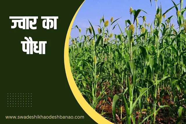 ज्वार का पौधा - Sorghum plant in Hindi