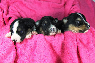 puppies australian shepherd