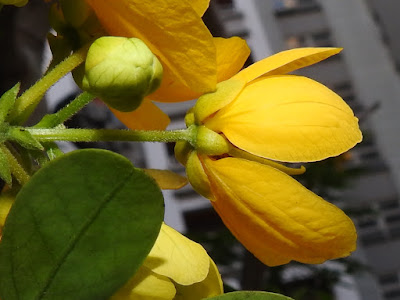 黃槐的花