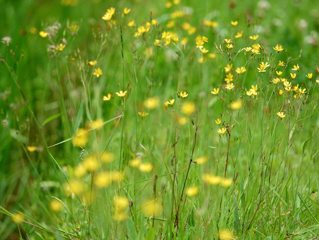 Ixeris dentata