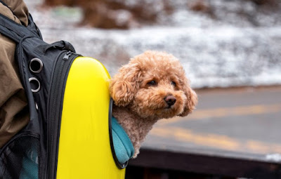 How to Travel with Your Pet Stress-Free