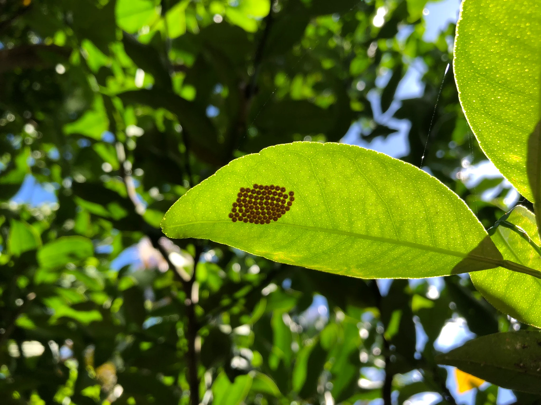 Ovos da borboleta Rosa-de-luto