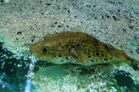 Ikan Hias Air tawar Ikan Hias Air tawar Predator