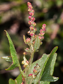 Spear-Leaved Orache, Atriplex prostrata.  Roadside near Downe, 23 August 2014.