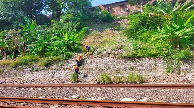 Mengatasi Ancaman Longsor: KAI Daop 4 Semarang Tanam Rumput Akar Wangi di Jalur Kereta Api
