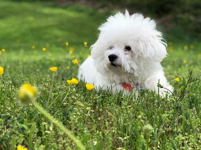 Todo sobre el Bichon Maltes