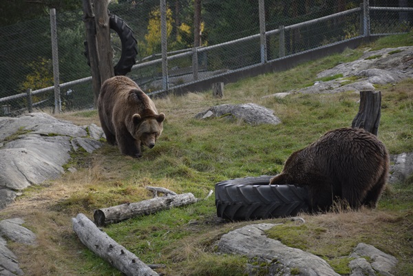 bjørn bjørneparken