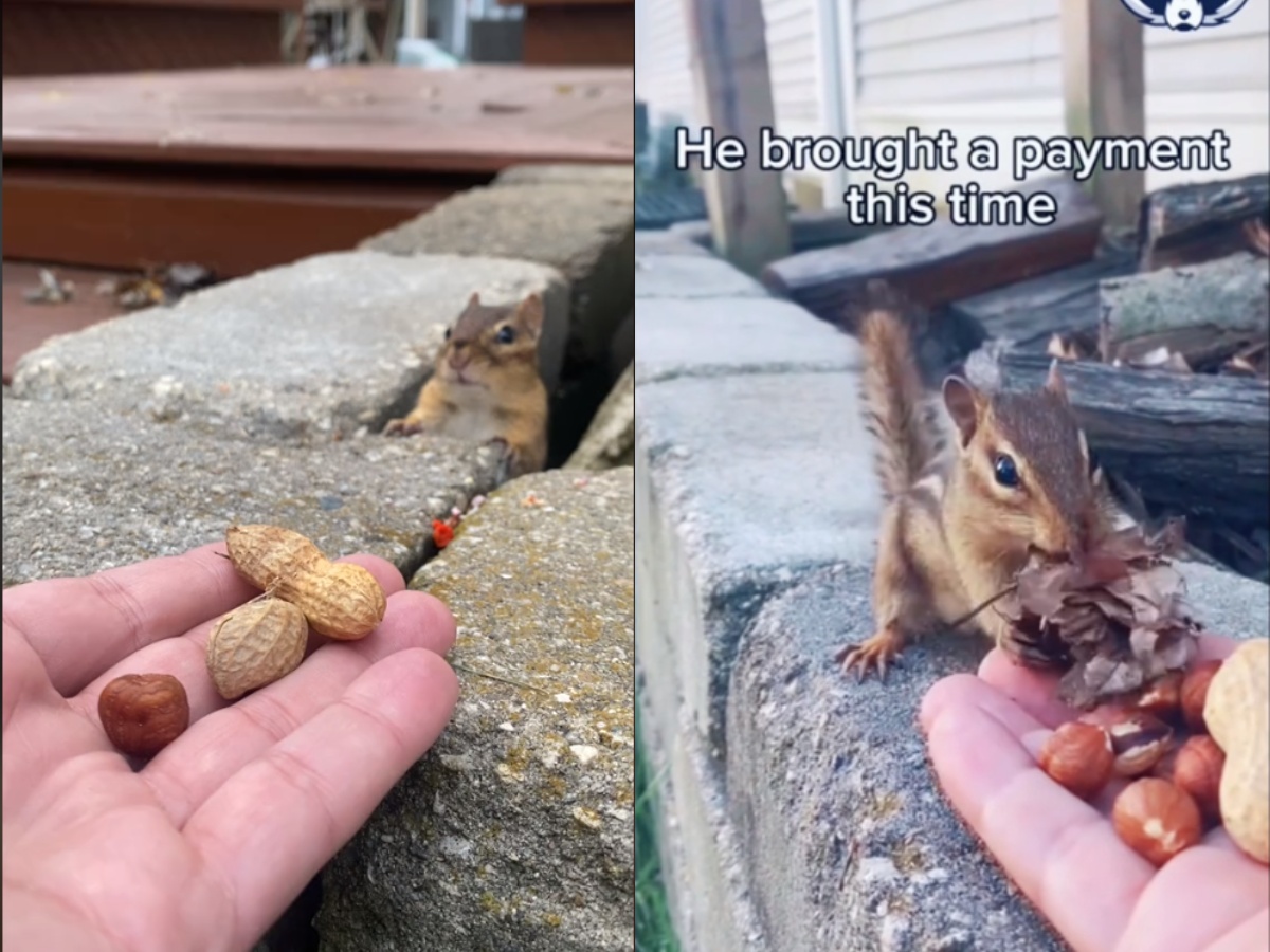 a Man Offering Nuts To a Chipmunk
