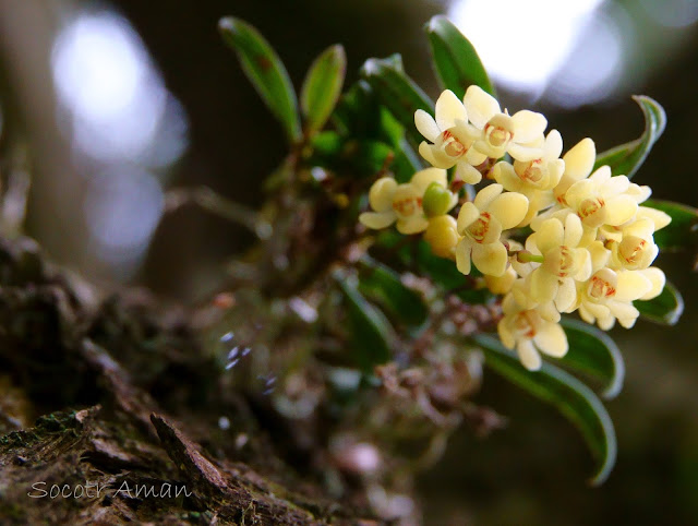 Thrixspermum japonicum