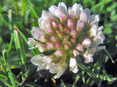 Clover Flower