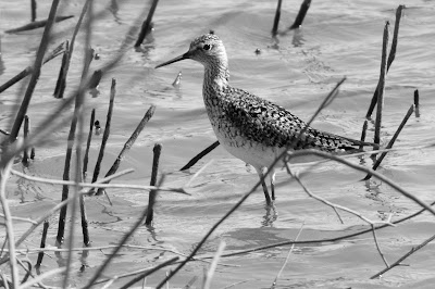 Lesser Yellowlegs, Hagerman NWR