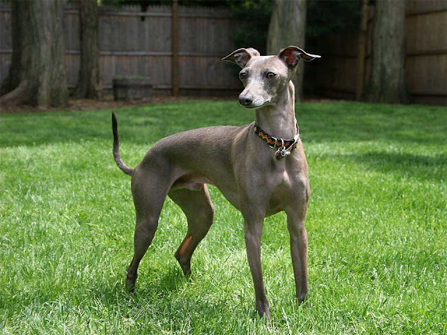 italian greyhound, italian greyhound breeders, miniature greyhound, miniature italian greyhound, italian greyhound dog, greyhound puppies