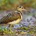 Greater Painted-snipe