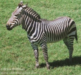 cebra de montaña Equus zebra