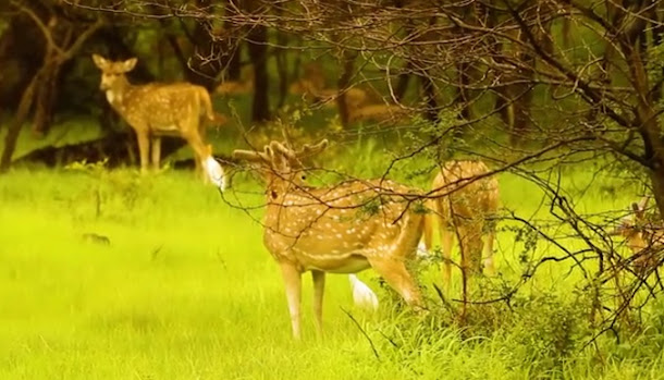 Purna Wildlife Sanctuary Surat - Travel & History