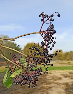 organic dried elderberries