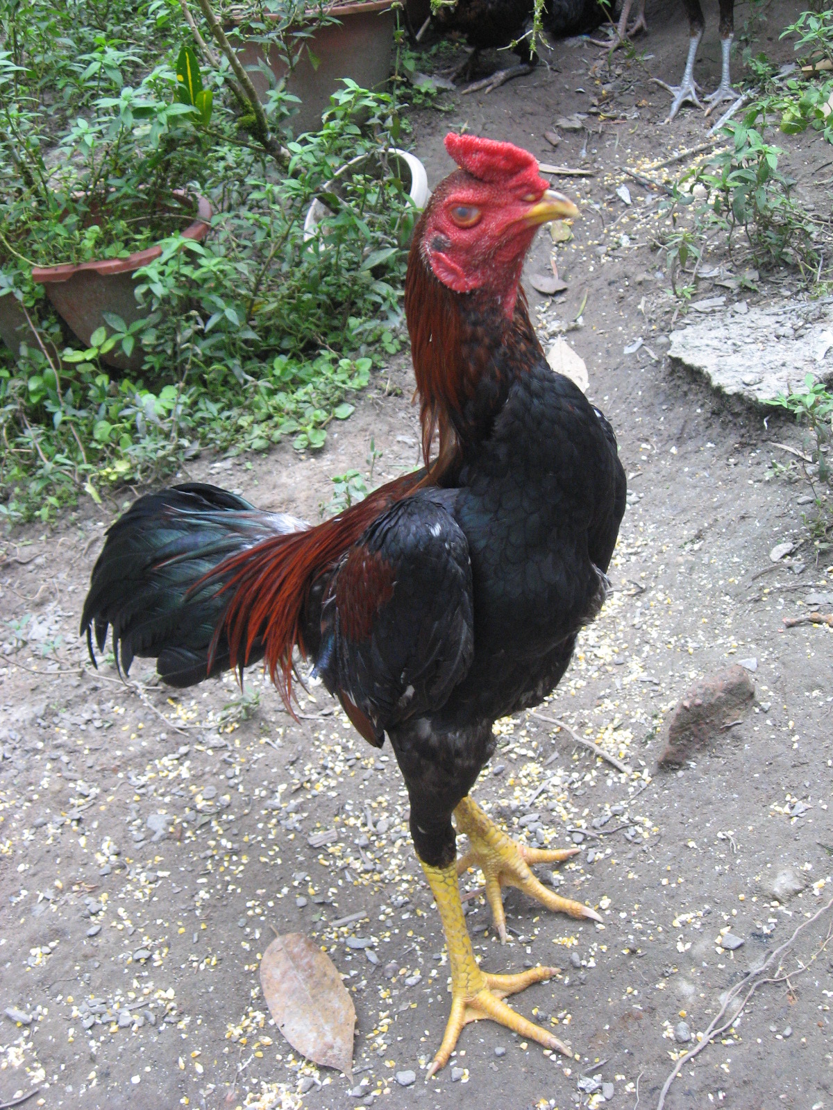  Gambar  Ayam  Brazil Master Taji Gambar  Laga di Rebanas 