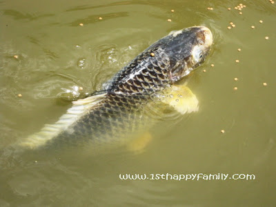 common carp fishing. I captured these big carp fish