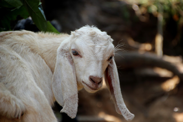 mountain-goat-nepal-white-ears